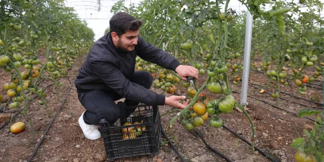 Köylerinde kurdukları sera gelir kapıları oldu! Herkes “Burada olmaz” dese de sezonda 400 bin TL kazanç sağlayacak 4